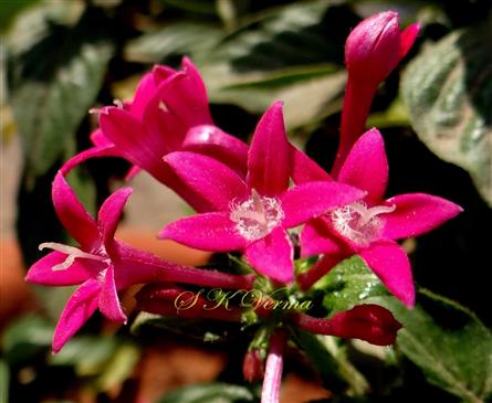  Flowers